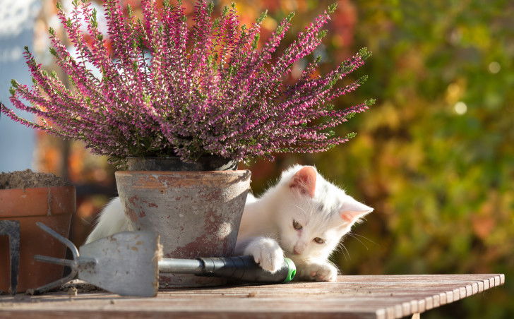 Un chat blanc joue avec des outils de jardinage sur une table