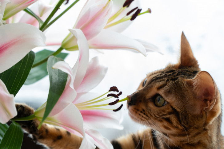 Un chat Bengal renifle des fleurs de lys blanc et rose