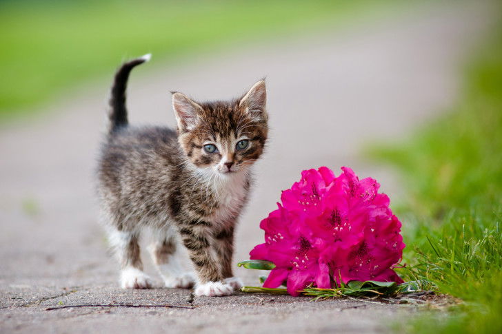 Un chaton debout sur une route à côté de fleurs d'azalée