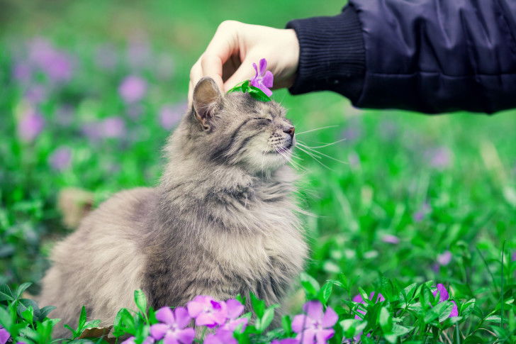 Un homme dépose une fleur violette sur la tête de son chat