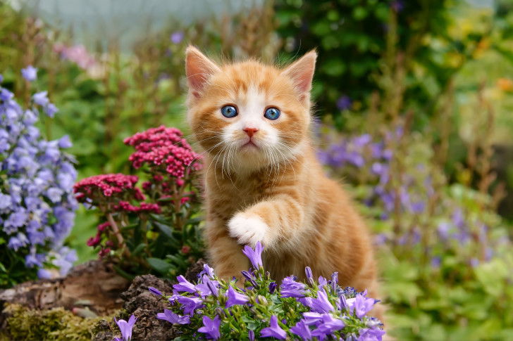 Un chaton roux aux yeux bleus marche dans le jardin au milieu des fleurs