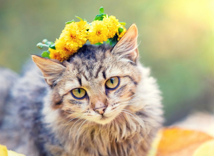 20 photos de chats qui aiment les fleurs