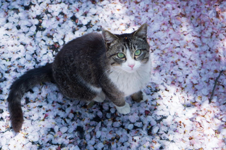 Un chat gris et blanc assis sur un tapis de pétales de fleurs