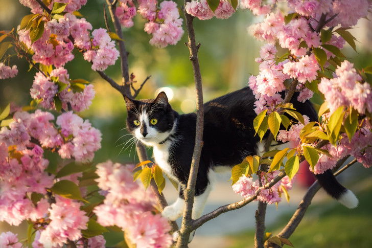 Un chat noir et blanc marche sur des branches de cerisier en fleurs