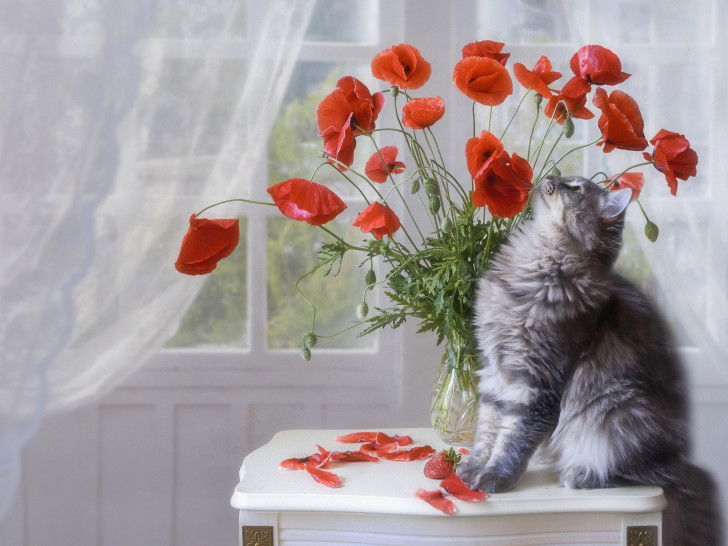 Un chat gris renifle des fleurs decoquelicot dans un vase