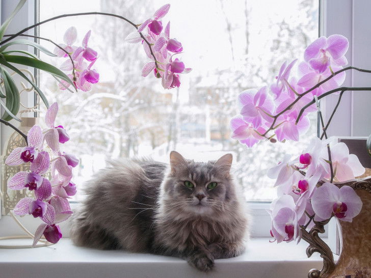 Un chat à poil long assis devant une fenêtre avec des orchidées tout autour