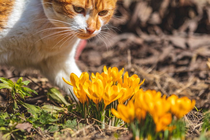 Un chat roux et blanc marche à côté de crocus jaunes