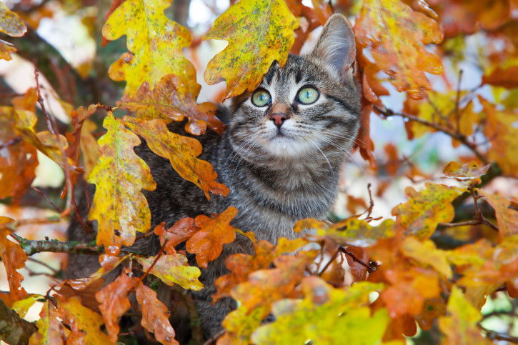 Un chat tabby dans un chêne en automne