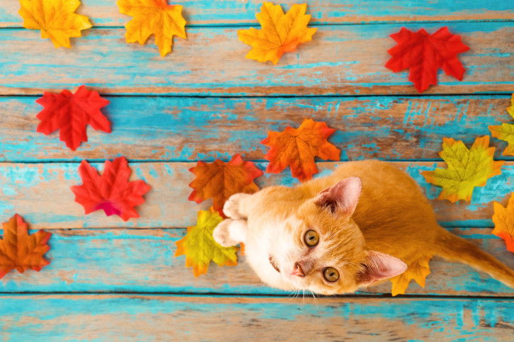 Un chat roux et blanc sur des planches avec des feuilles multicolores