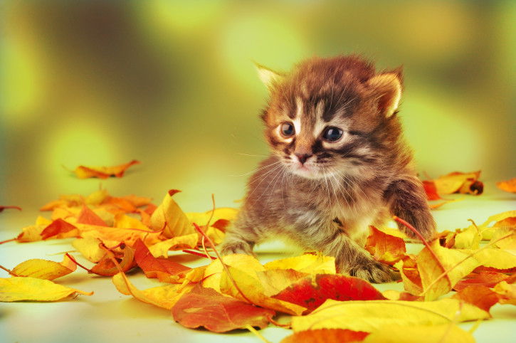 Un chaton au milieu des feuilles
