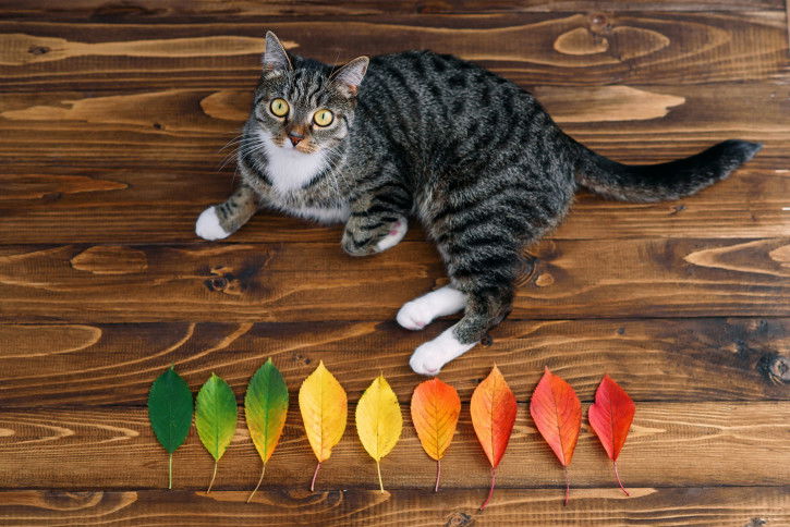 Un chat tabby à côté d'une rangée de feuilles