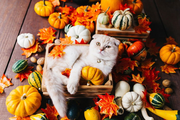 Un Scottish Fold dans une boîte avec des feuilles et fruits d'automne