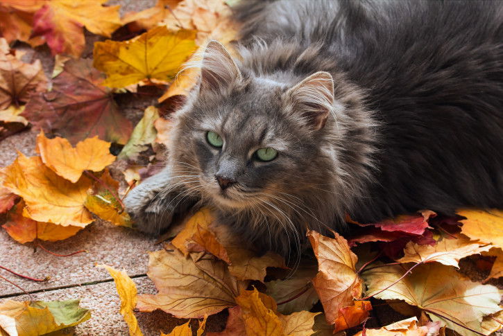 Un gros chat au milieu des feuilles mortes