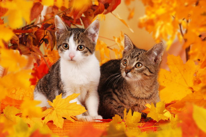 Deux chatons au milieu des feuilles d'automne