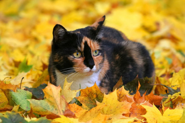 Un chat calico couché au milieu des feuilles jaunes