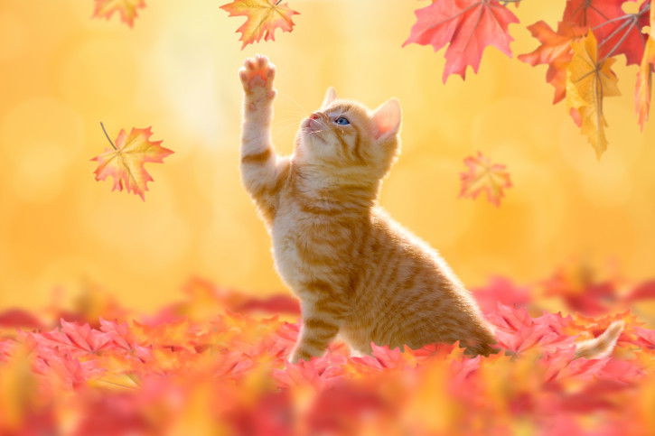 Un chaton avec des feuilles orange et rouges