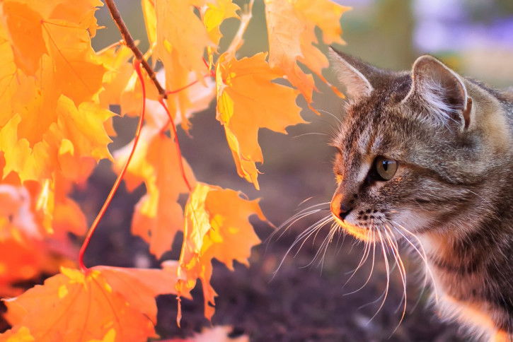 Un chat à côté de feuilles jaunes