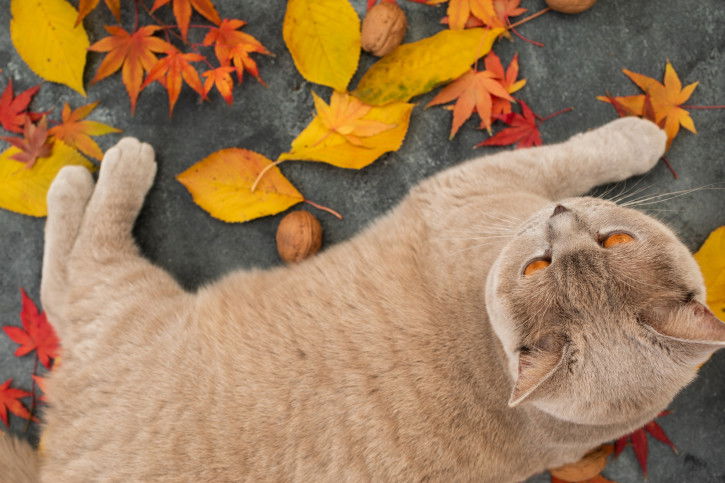 Un gros chat avec des feuilles jaunes et orange