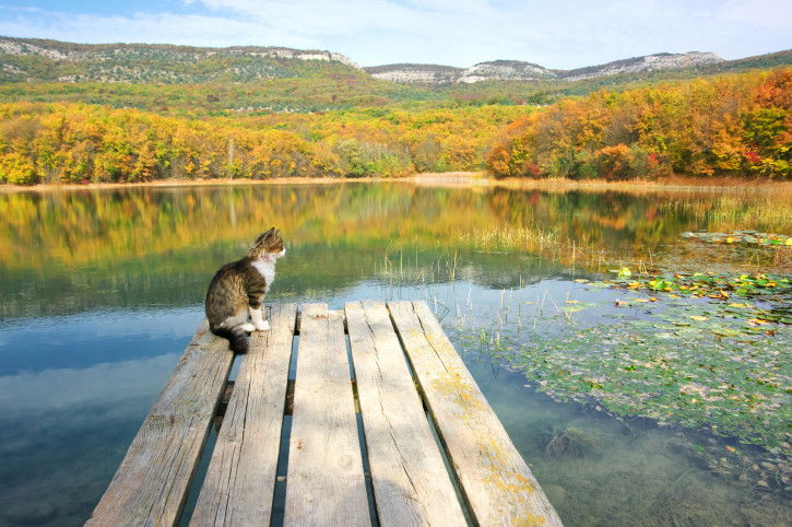 Un chat assis sur un ponton devant un lac
