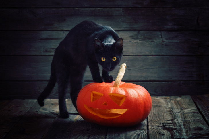 Un chat noir perché sur une citrouille d'Halloween
