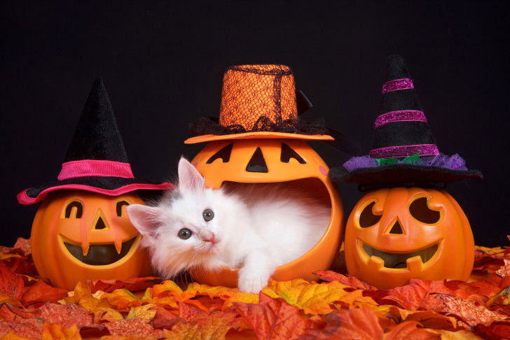 Un petit chat allongé dans un jouet en forme de citrouille
