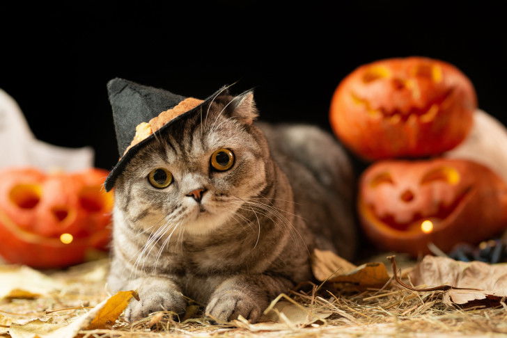 Un chat avec un petit chapeau de sorcier sur la tête