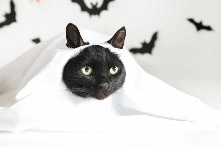 Un chat déguisé en fantôme avec des chauves-souris derrière