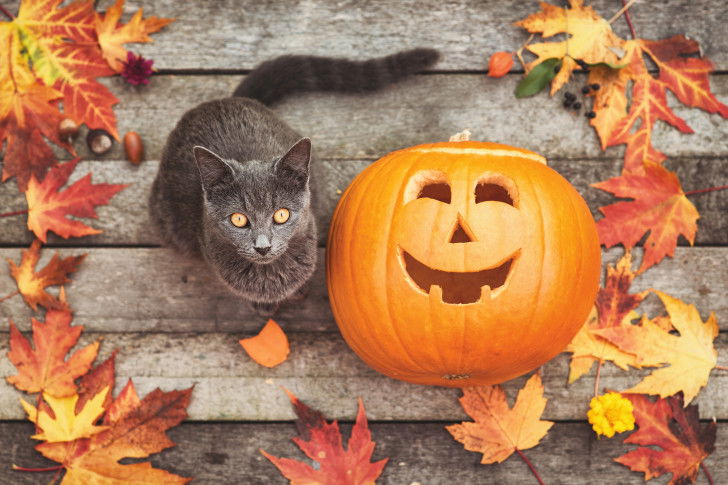 Un chat gris assis à côté d'une citrouille d'Halloween