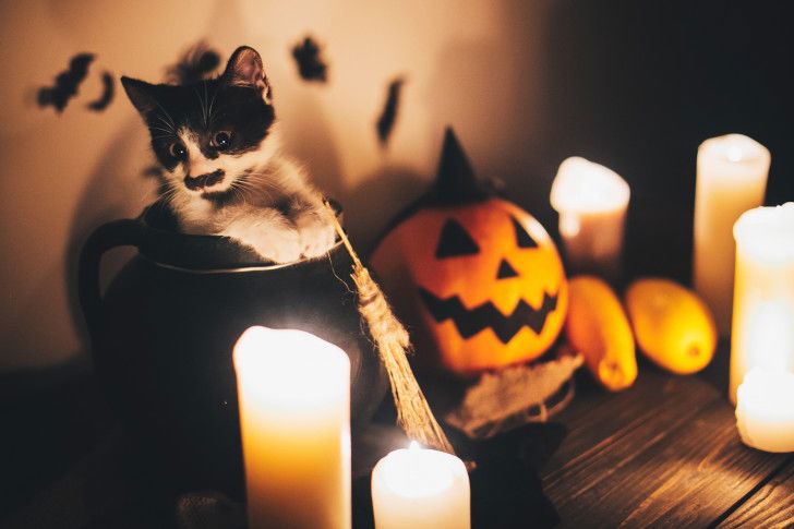 Un chaton dans un chaudron avec des bougies