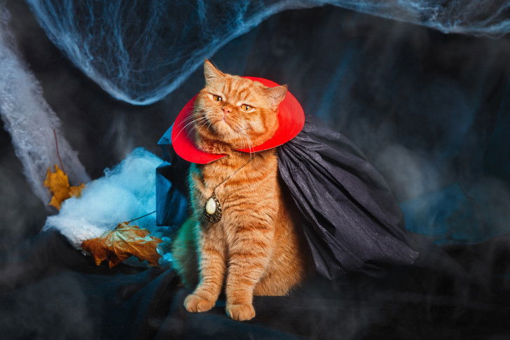 Un chat roux déguisé en vampire