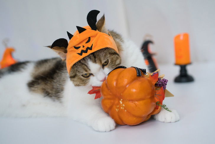 Un chat déguisé joue avec un jouet en forme de citrouille
