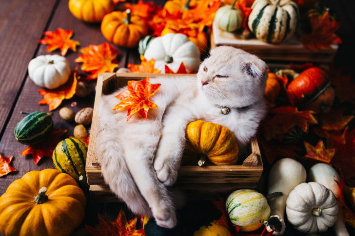 Un Scottish Fold dans une boîte avec des citrouilles
