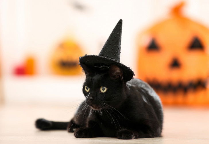 Un chat noir avec un chapeau de sorcier
