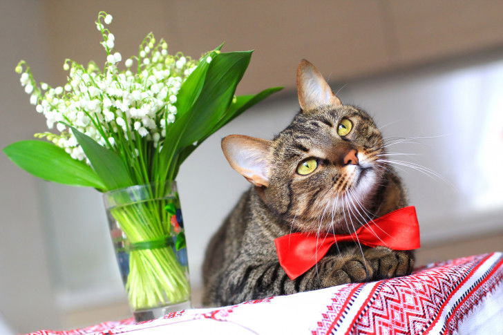 Un chat tigré avec un noeud papillon à côté d'un vase contenant du muguet