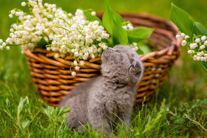 22754_23257-un-chaton-renifle-du-muguet-dans-un-panier.jpg