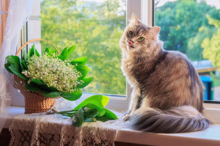 Un chat se lèche le nez devant la fenêtre à côté d'un bouquet de muguet