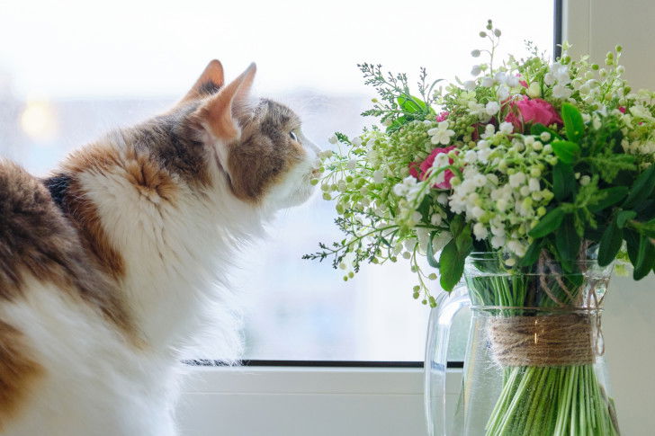 Un chat se lèche le nez devant la fenêtre à côté d'un bouquet de muguet