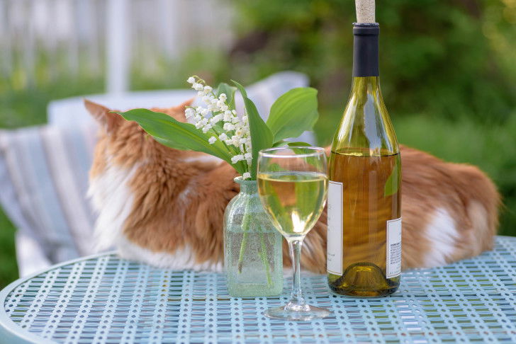 Un chat roux et blanc allongé sur une table avec du vin et du muguet