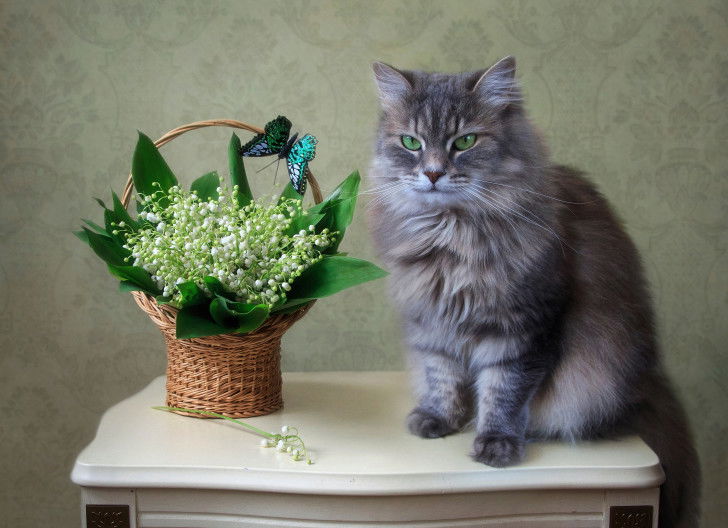 Un chat gris aux yeux verts assis à côté d'un panier contenant du muguet