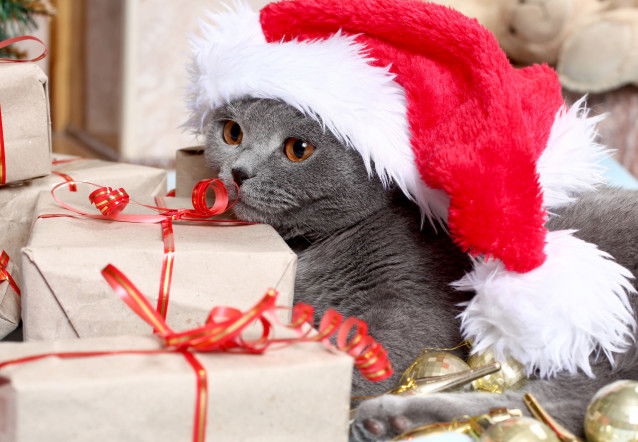 Un British Shorthair avec un bonnet de Noël à côté d'une pile de cadeaux