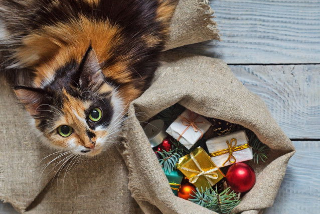 Un chat tricolore à côté d'un sac plein de cadeaux de Noël