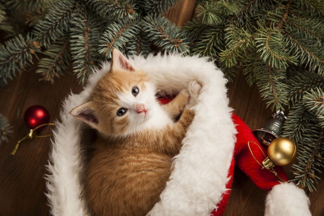 Un adorable chaton roux dans un bonnet de père Noël