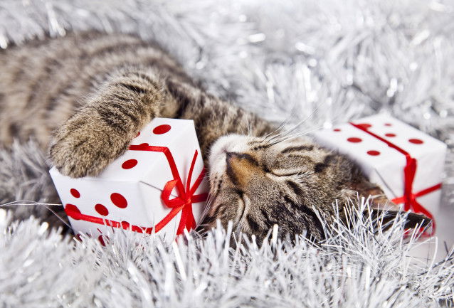 Un chat gris tabby dort à côté de ses cadeaux de Noël