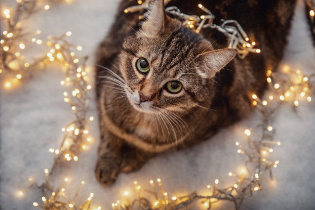Un gros chat tabby avec une guirlande