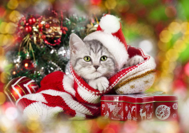 Un chaton emmitouflé dans des habits de Noël