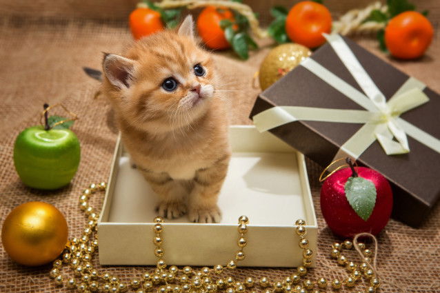 Un chaton roux dans un paquet cadeau