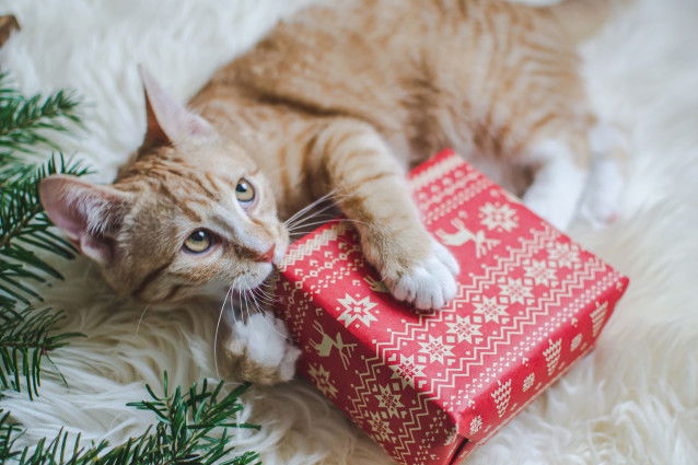 Un chat roux tabby mordille un paquet cadeau