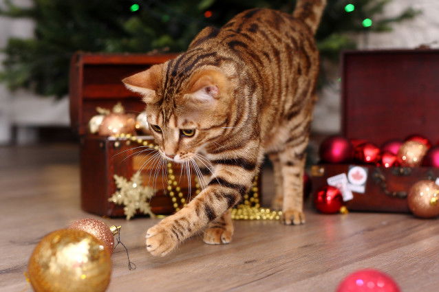 Un chat Bengal joue avec des boules de Noël