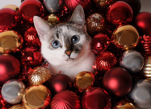 Un chat aux yeux bleus au milieu de boules de Noël