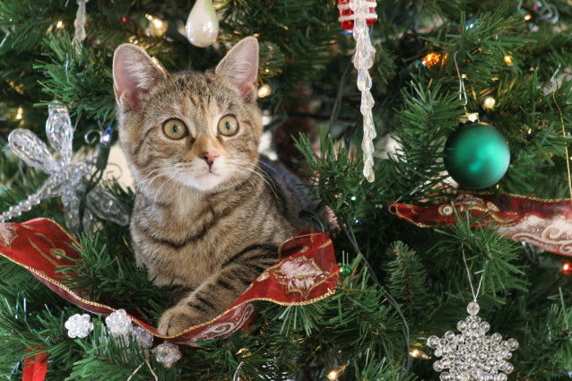 Un petit chat au milieu des branches d'un sapin de Noël